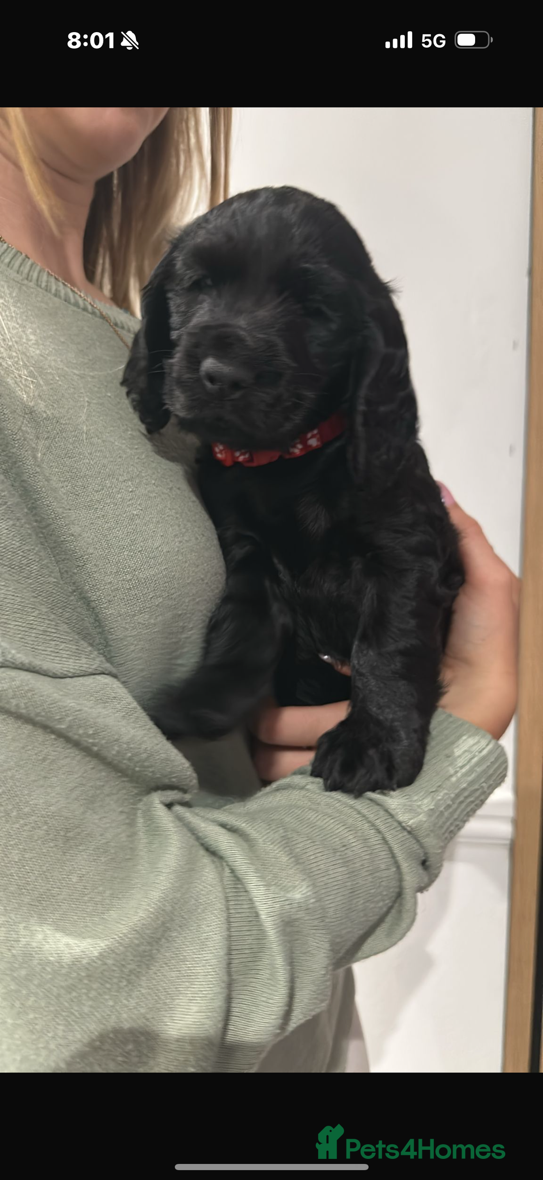 Cocker Spaniel dogs for sale: ****only 2 left****Stunning cocker puppies - Image 6