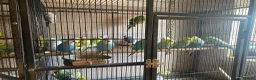 Budgerigars birds for sale: Young budgies for sale ,many available  - Advert 4