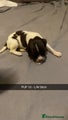 English Springer Spaniel Puppy 10