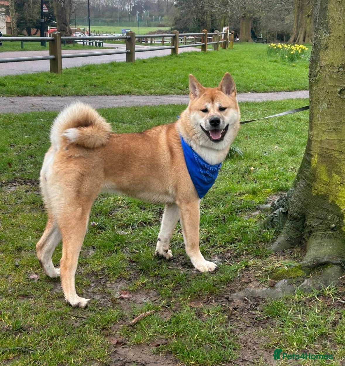 Akita dogs Female Akita - Advert 15