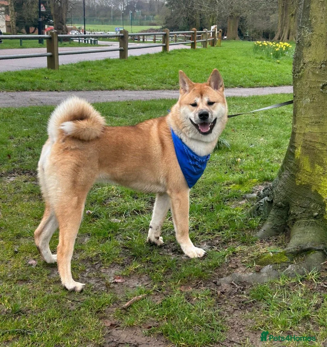 Akita dogs for sale: Female Akita - Advert 1