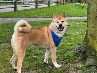 Akita dogs Female Akita - Advert 15