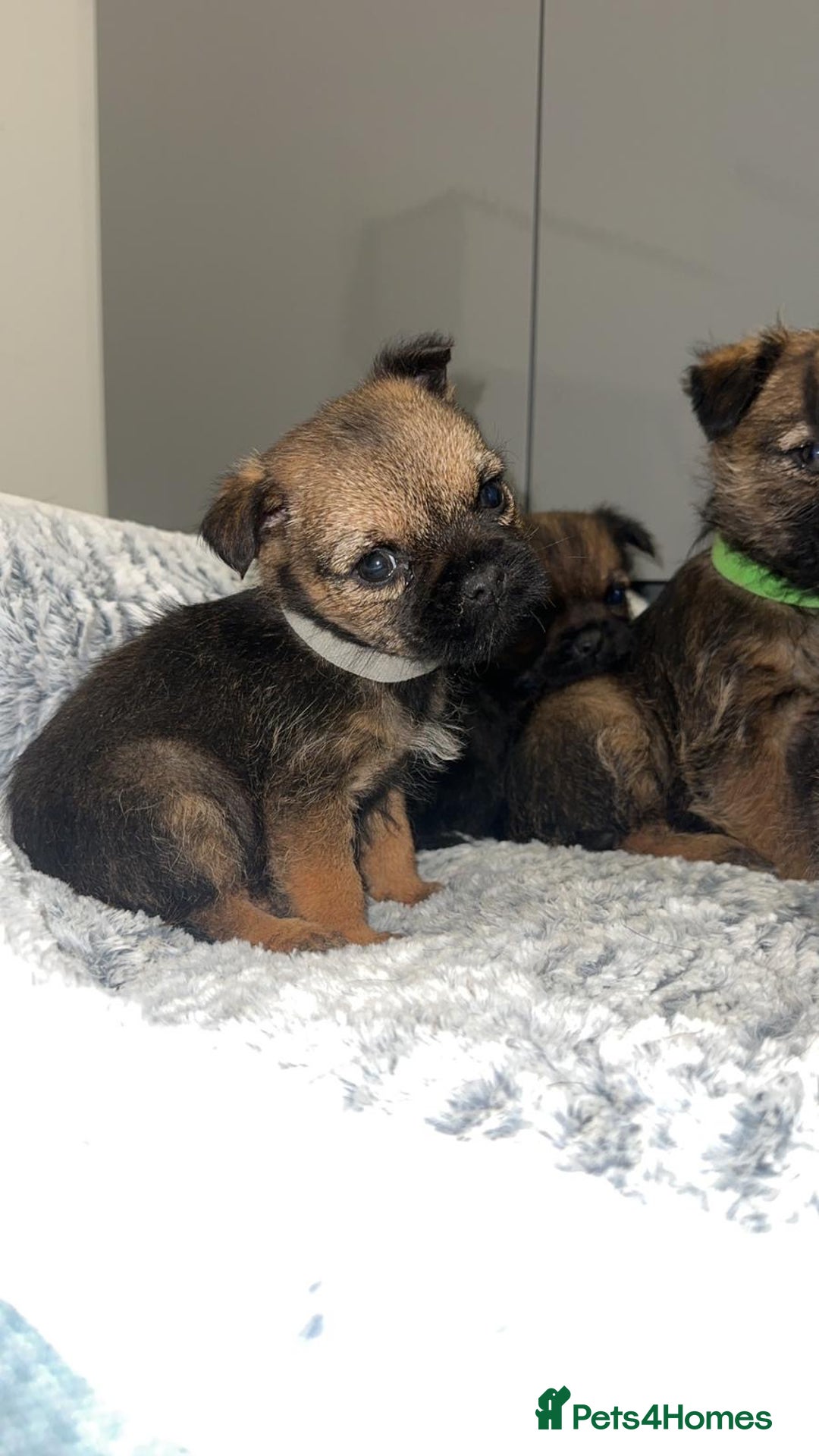 Border Terrier dogs for sale: Kc registered Border  terrier puppies - Advert 10