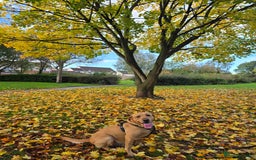 Labrador Retriever dogs for stud: Amazing Yellow Boy - Image 1