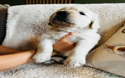 Golden Retriever dogs for sale: 8 Outstanding Chunky Cream Golden Puppies  - Image 19