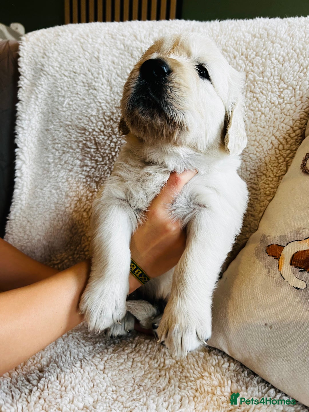 Golden Retriever dogs for sale: 8 Outstanding Chunky Cream Golden Puppies  - Image 19