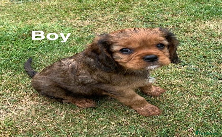 Cavalier King Charles Spaniel dogs - Advert 1