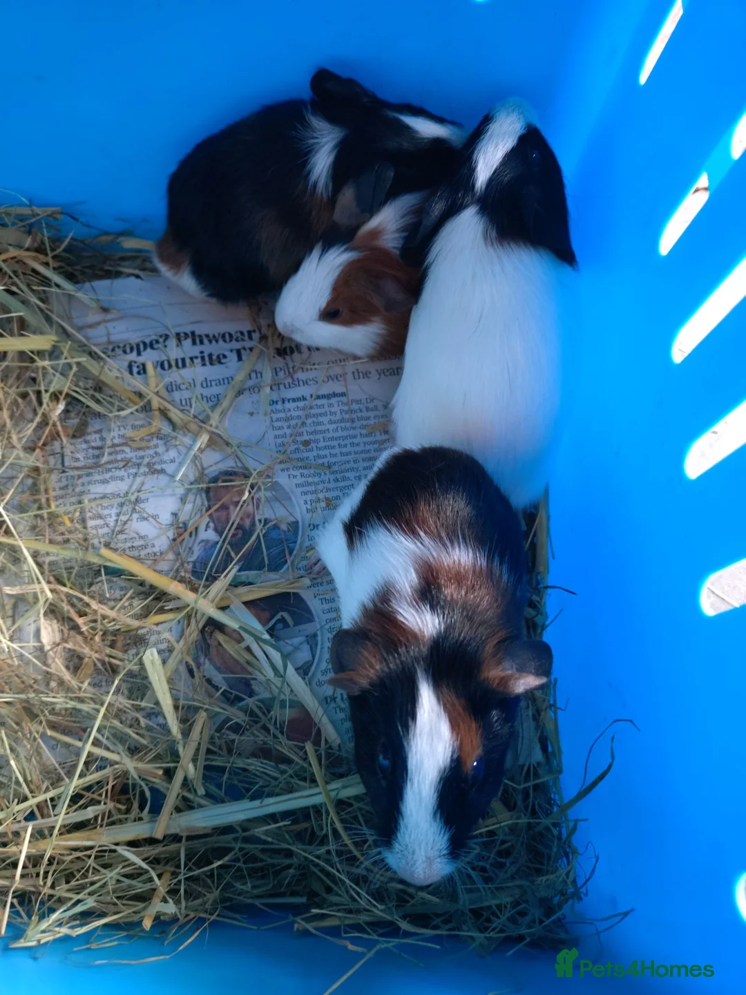 Guinea Pig rodents for sale: Males and females guinea pigs  - Advert 3
