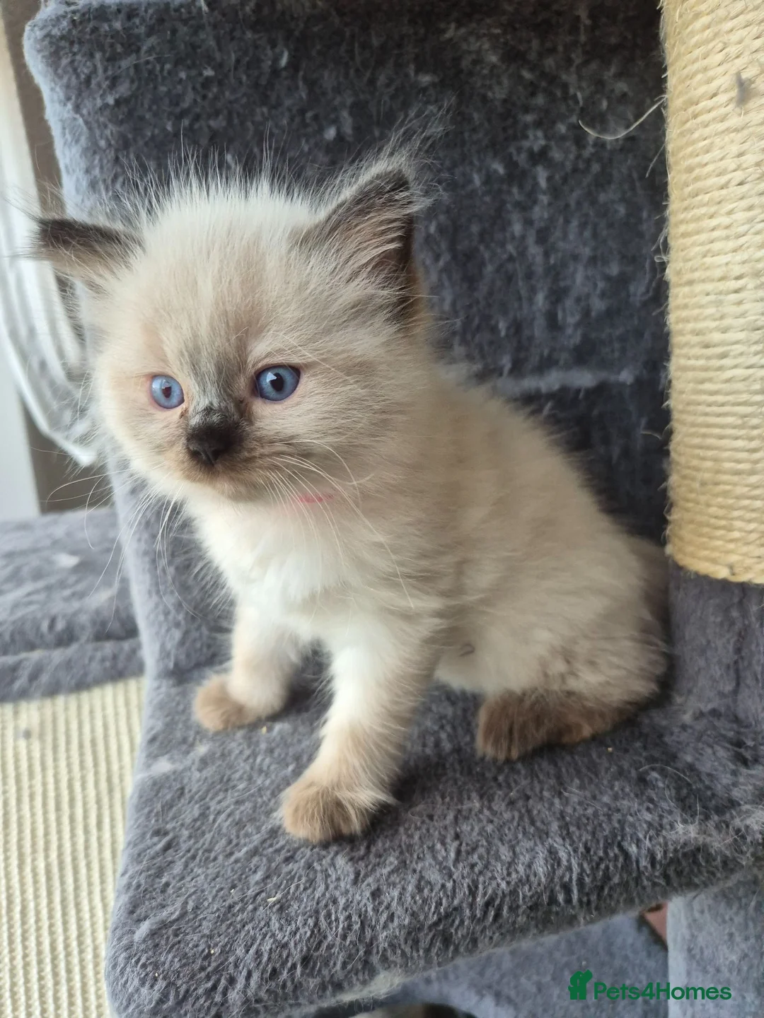 Ragdoll cats for sale: Ragdoll kittens ready now 2 left in Great Yarmouth - Advert 1