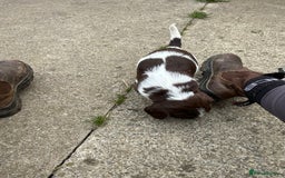 English Springer Spaniel dogs for sale: Springer spaniel puppies - Image 8