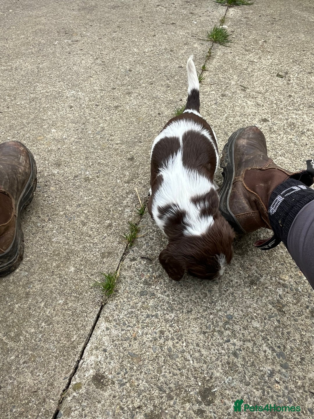 English Springer Spaniel dogs for sale: Springer spaniel puppies - Image 8