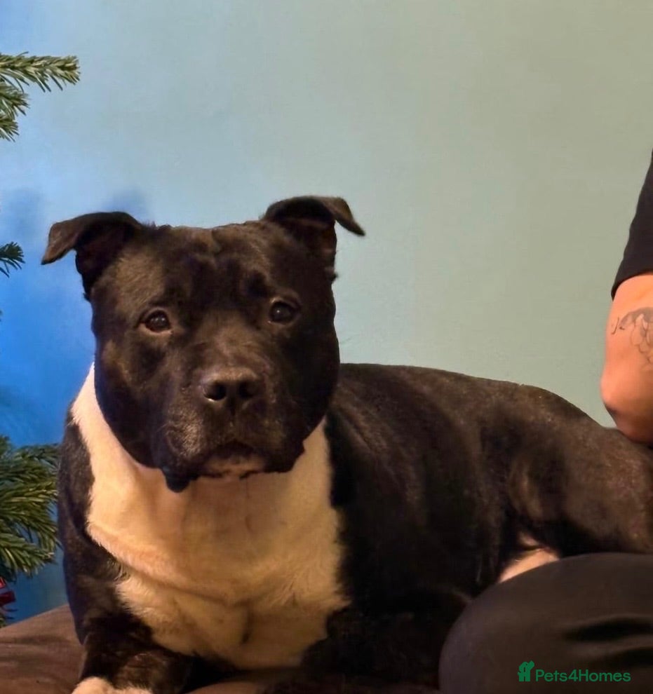 American Bull Staffy dogs Loving American Staffy looking for a forever home - Advert 1