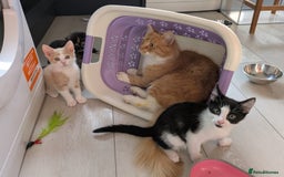 Domestic Shorthair cats for sale: Gorgeous Trio of Kittens to go together - Image 13