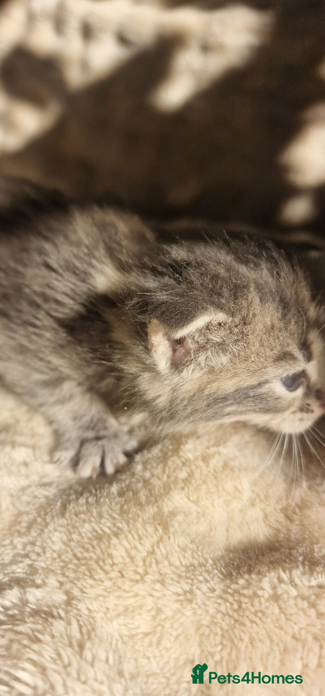 Maine Coon cats for sale: Maine Coon Kittens  - Advert 15