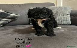 Miniature Poodle dogs for sale: 3 miniature poodles remaining  - Image 8