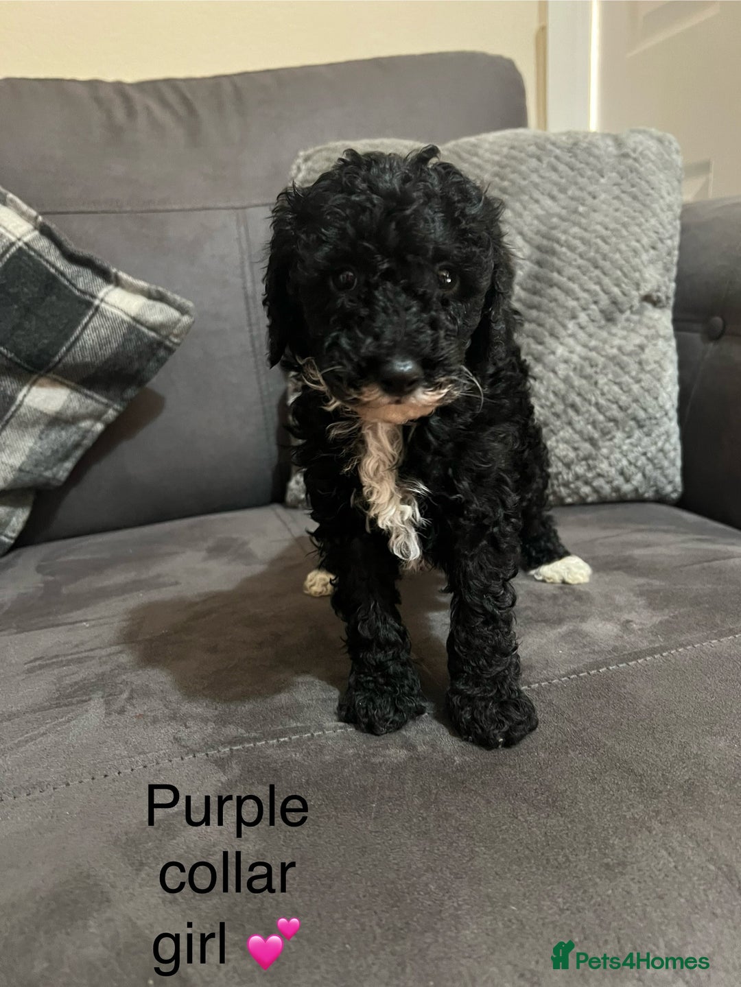 Miniature Poodle dogs for sale: 3 miniature poodles remaining  - Image 8