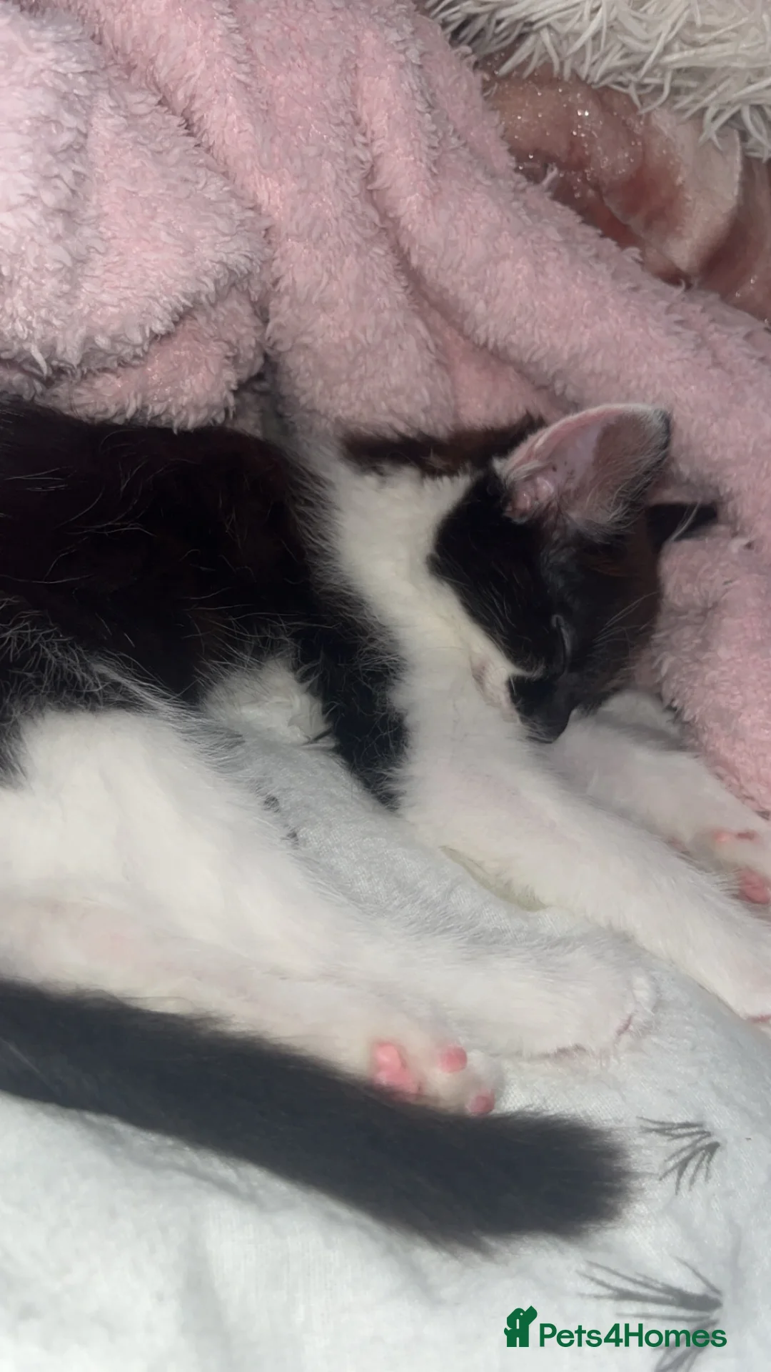 Mixed Breed cats for sale: half maine coon fluffy kittens🫶🏼 in Doncaster - Advert 2