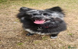 Pomeranian dogs for stud: Very rare merle pomeranian for stud duties - Image 7