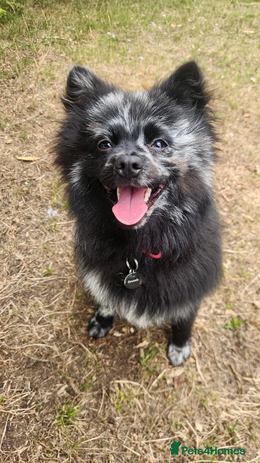 Pomeranian dogs for stud: Very rare merle pomeranian for stud duties - Image 7