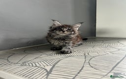 Maine Coon cats for sale: maine coon kitten  - Image 10
