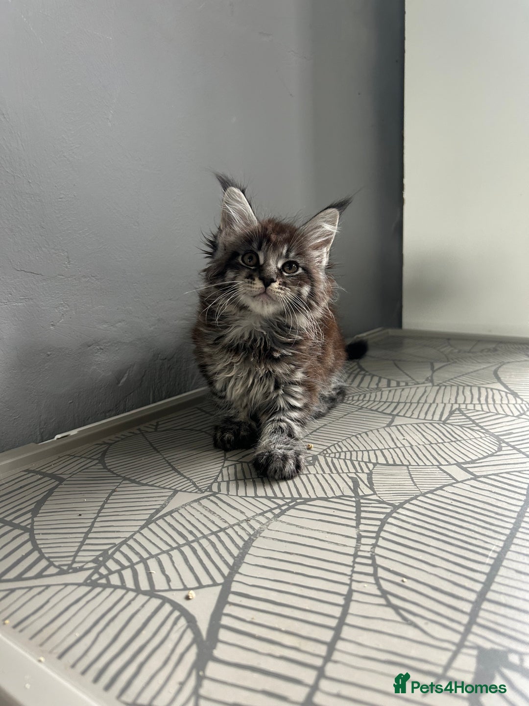 Maine Coon cats for sale: maine coon kitten  - Image 10