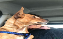 Chihuahua dogs for adoption: ❤️🐶 LILA – A Little  Soul Searching for Love 🐶❤️ - Image 6