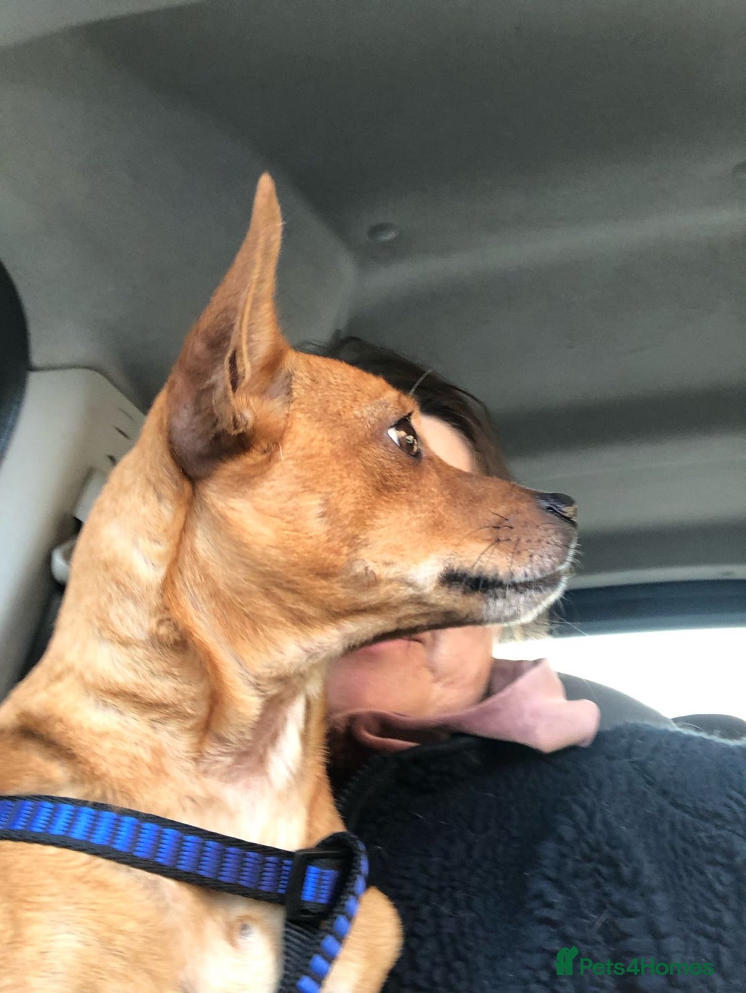 Chihuahua dogs for adoption: ❤️🐶 LILA – A Little  Soul Searching for Love 🐶❤️ - Image 6