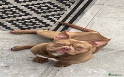 American Bully dogs for sale: 6 stunning American bully’s for sale  - Image 8