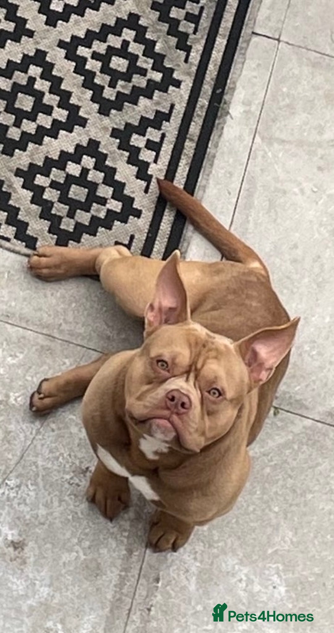 American Bully dogs for sale: 6 stunning American bully’s for sale  - Image 8