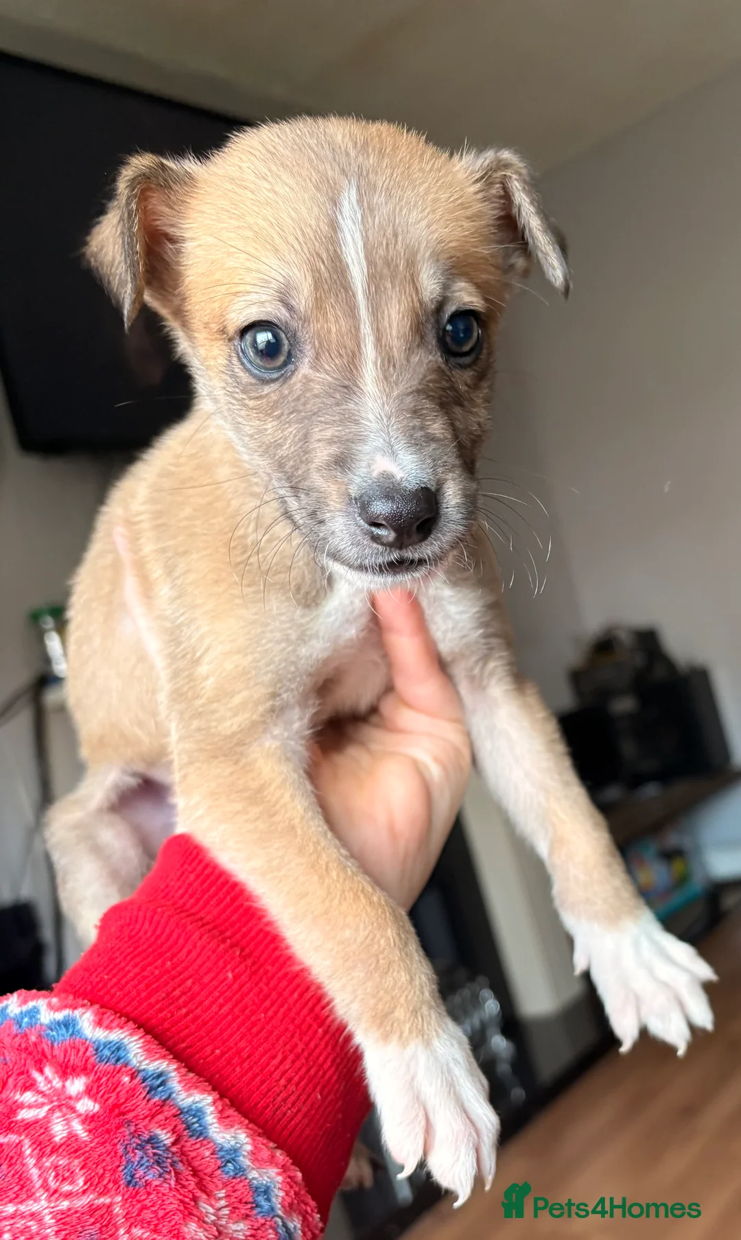 Lurcher dogs for sale: Bull greyhound  - Advert 2