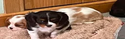 Cavalier King Charles Spaniel dogs for sale: Available Cavalier king Charles Spaniel  in Bristol - Advert 17