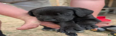 Labrador Retriever 4