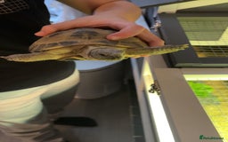 Tortoise reptiles for sale: Horsefield tortoise  - Advert 1