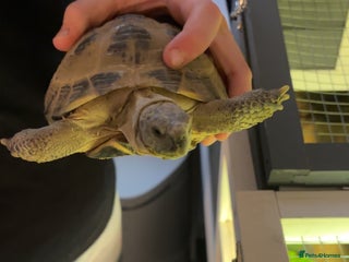 Tortoise reptiles for sale: Horsefield tortoise - Advert 1