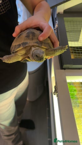 Tortoise reptiles Horsefield tortoise - Advert 1