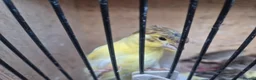 Mixed Breed birds for sale: Rosa Bourke, canaries, sliverbills & diamond doves - Advert 6