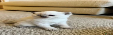 British Shorthair Kitten 2