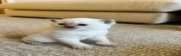 British Shorthair cats for sale: FULL PEDIGREE SHORTHAIR KITTENS IN THE COTSWOLDS - Advert 15
