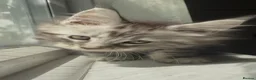 Maine Coon cats for sale: TICA Health Tested Maine Coon Kittens  - Advert 6