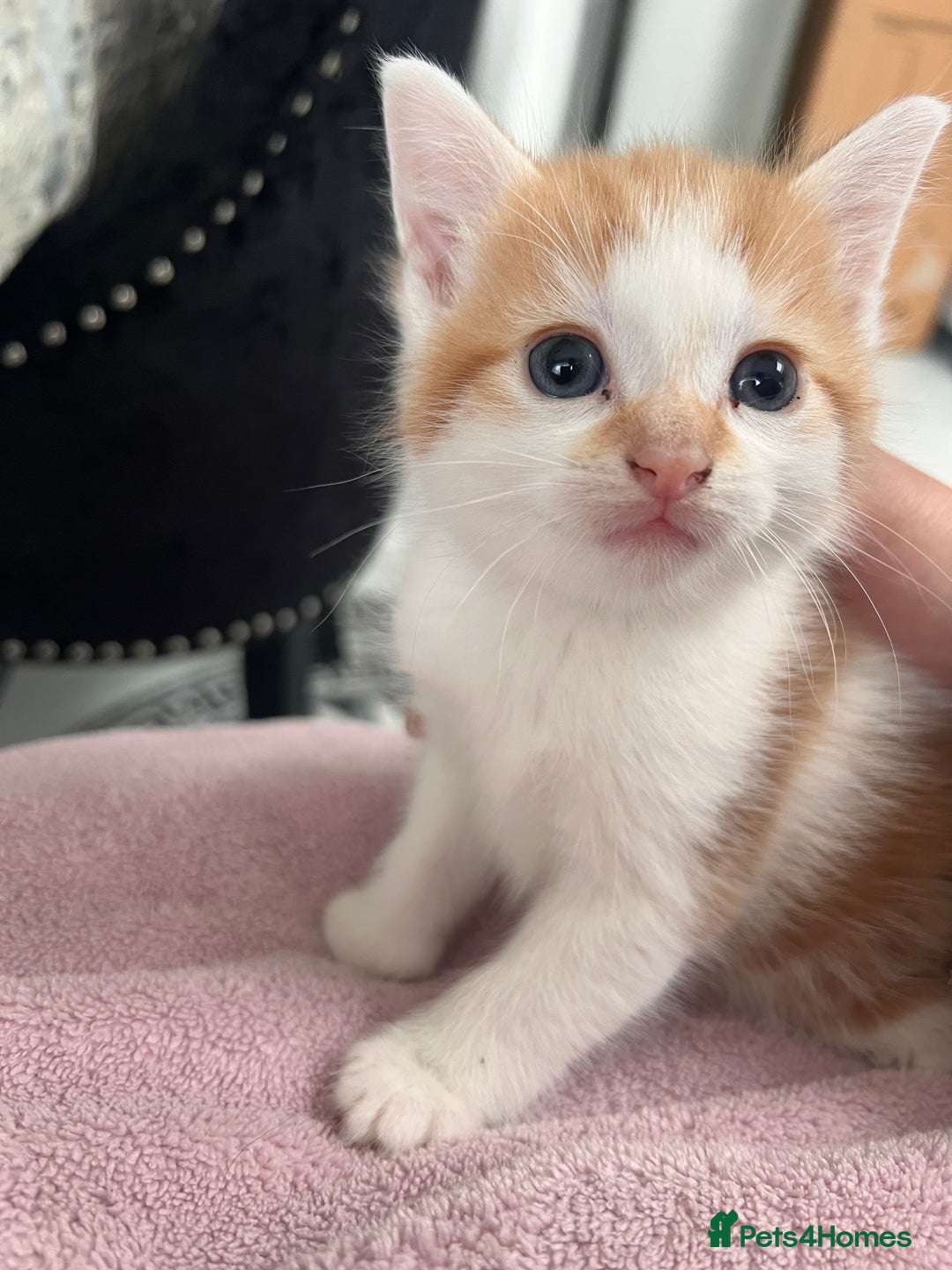 Mixed Breed cats for sale: Taby kitten available now or on  **   - Advert 6