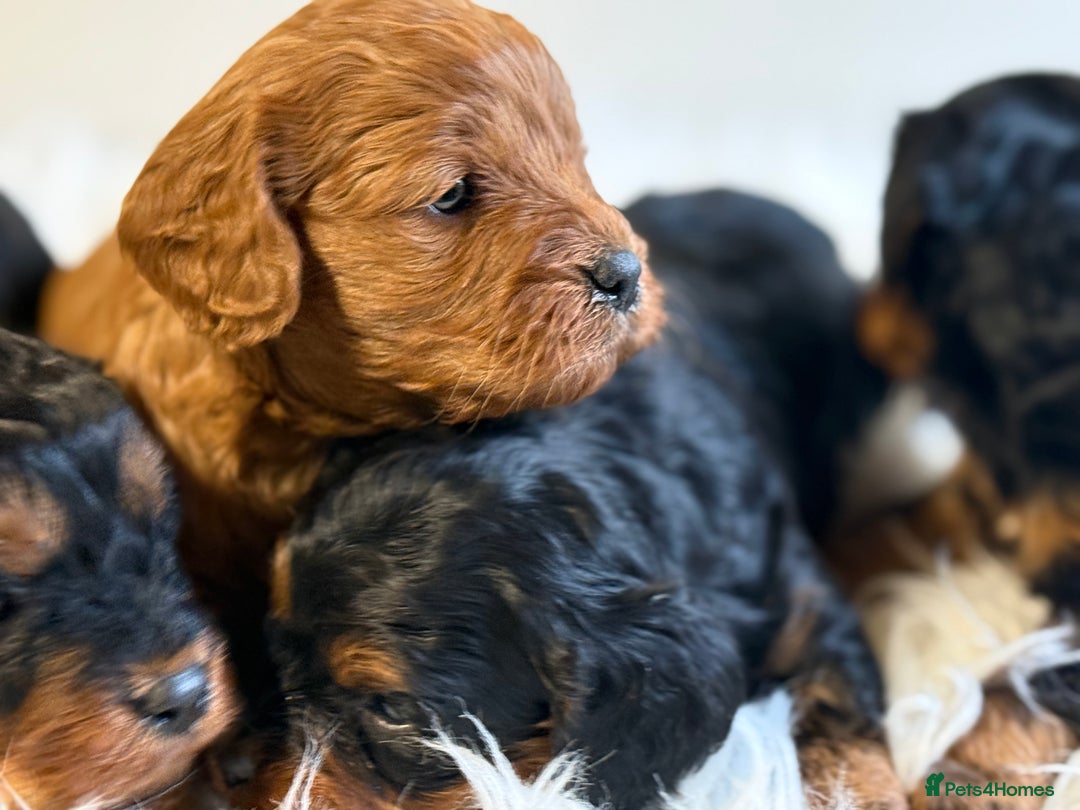 Cavapoo dogs for sale: Stunning F1 Cavapoo’s  - Advert 4