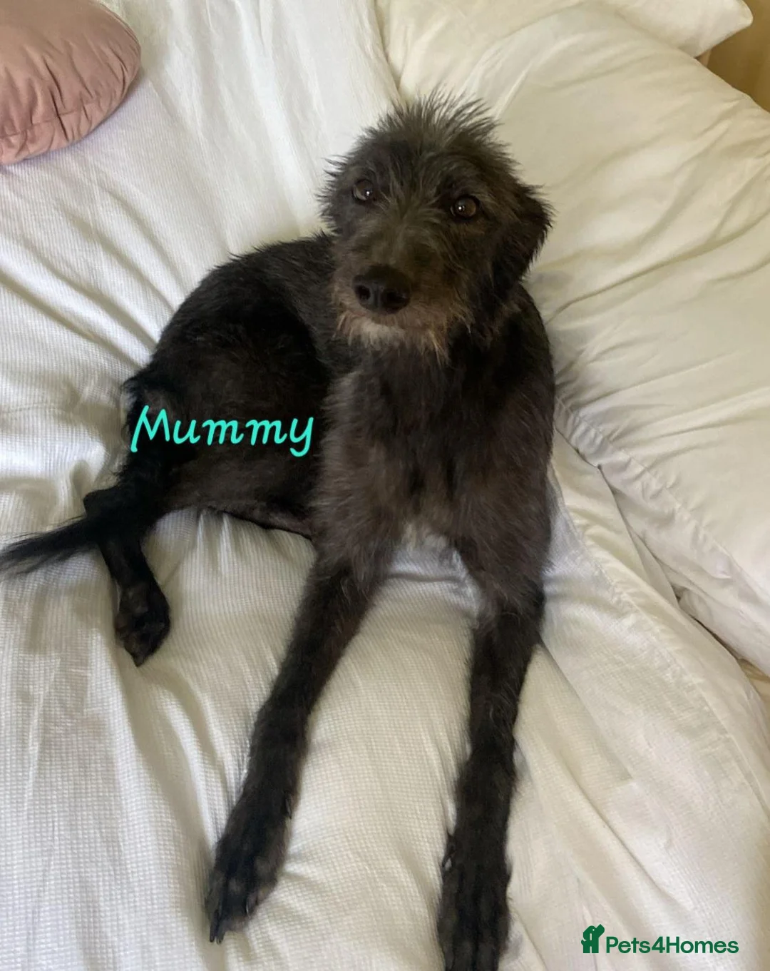 Mixed Breed dogs for sale: Beautiful Bedlington whippet puppies for sale in Newmarket - Advert 1