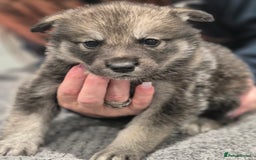 Huskita dogs for sale: FABULOUS HUSKITA PUPPIES Husky x Akita - Image 13