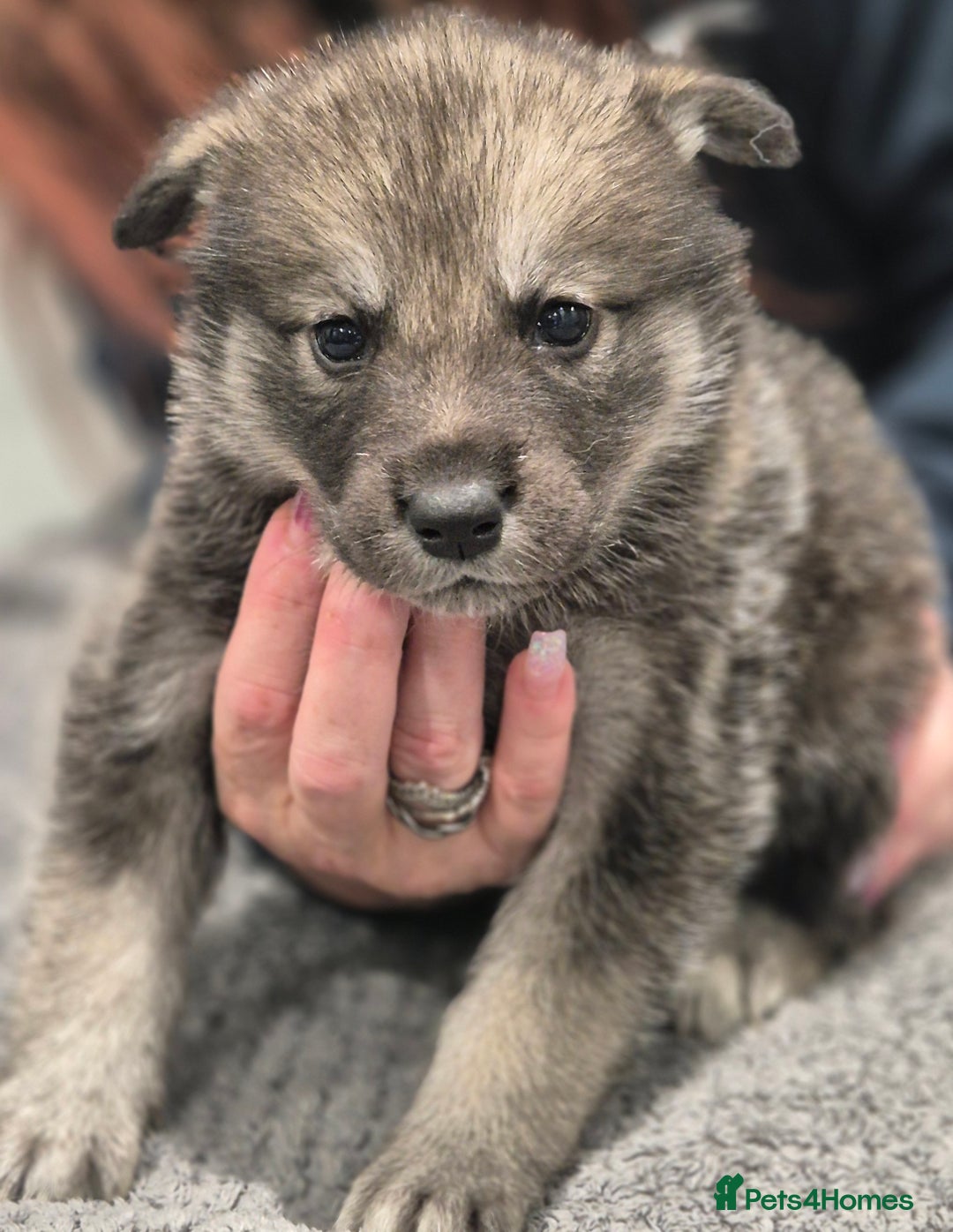 Huskita dogs for sale: FABULOUS HUSKITA PUPPIES Husky x Akita - Image 13