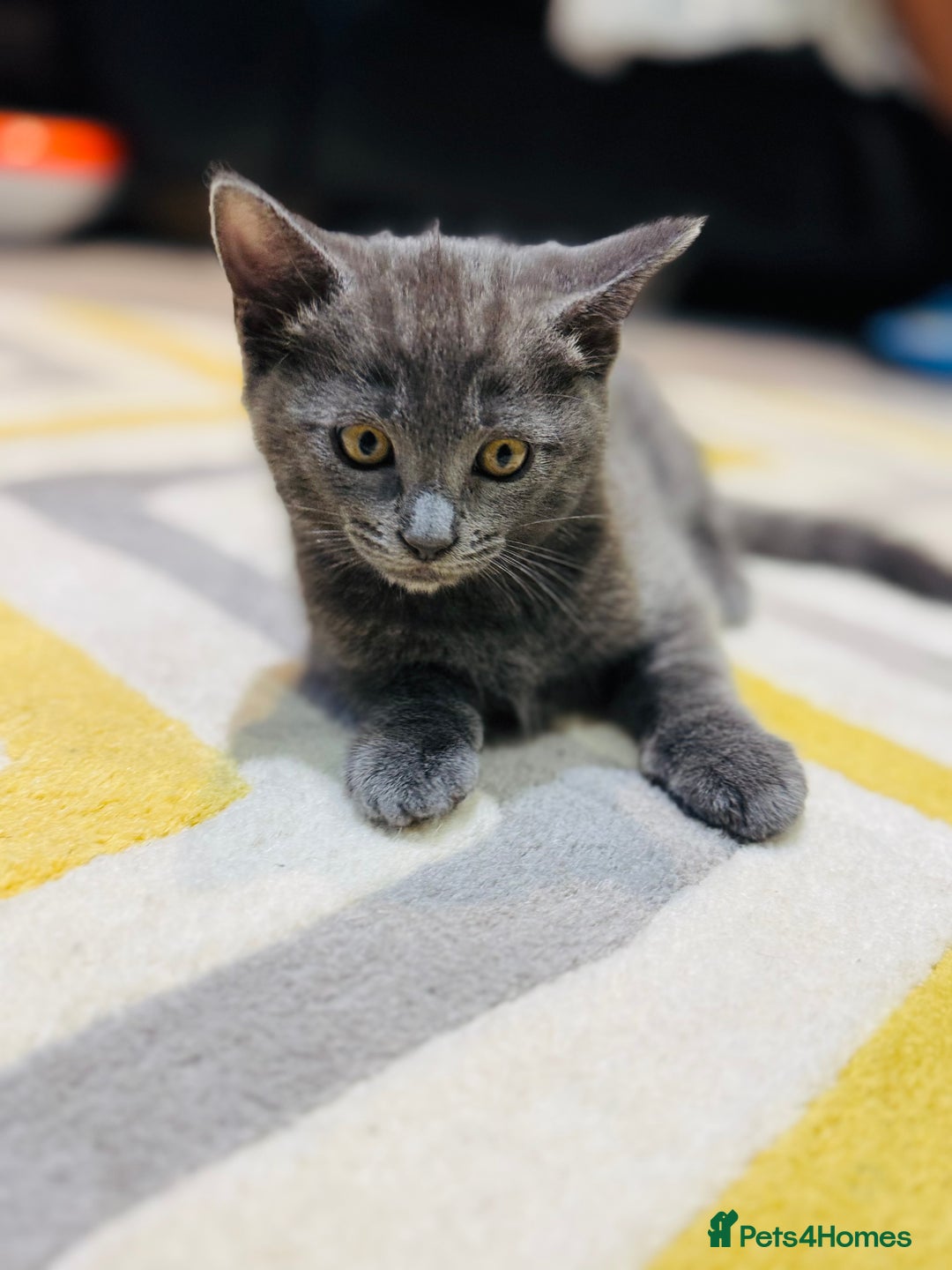 British Shorthair cats for sale: Adorable kittens - Image 3
