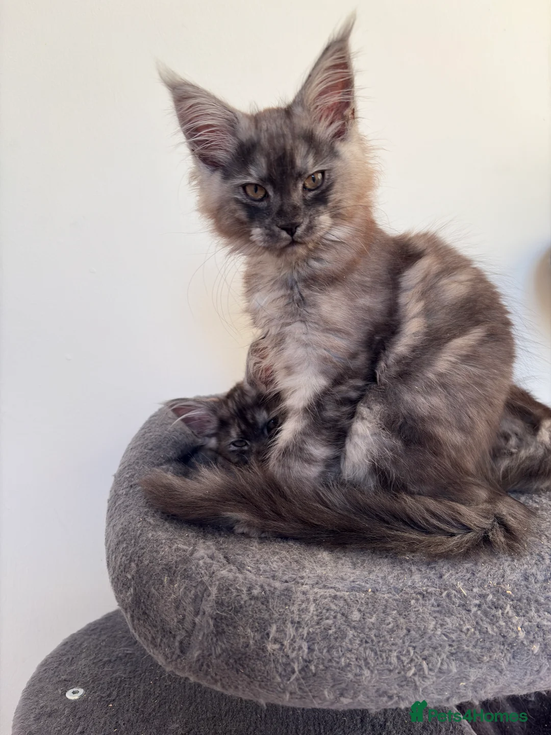Maine Coon cats for sale: Maine coon kittens - Advert 10