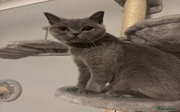 British Shorthair cats for sale: Stunning GCCF registered British shorthair kittens - Image 8