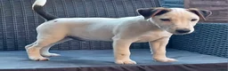 Parson Russell dogs for sale: Quality Parsons Russell Terrier Puppies - Advert 5