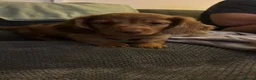 Miniature Dachshund dogs for sale: Re homing our 10 week old chocolate dapple male - Advert 14