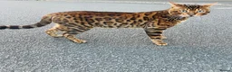 Bengal cats for stud: Bengal cat stud  in Manchester - Advert 4